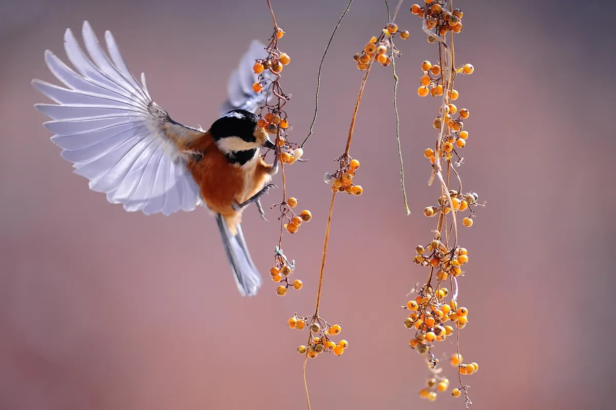 A Seasonal Guide to Wildlife Watching in English Hedgerows